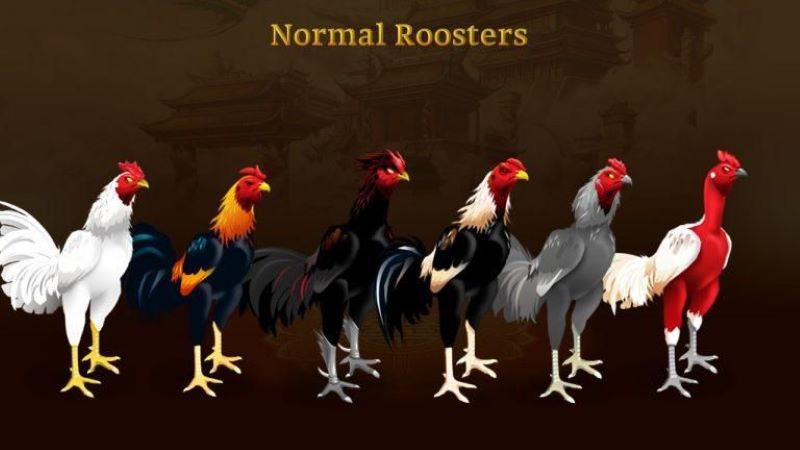 Các loại gà chiến hàng đầu cho người chơi   
