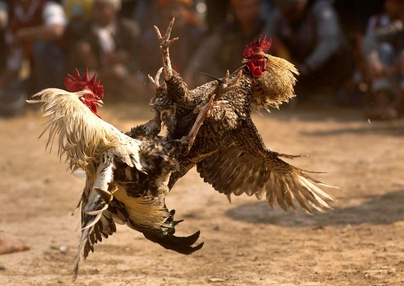 Phân định thắng thua khi Đá Gà Sabong  