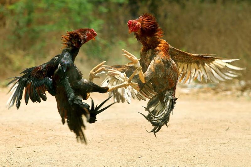 Đánh giá và lựa chọn chiến kê mạnh khi cá cược  